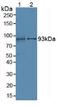 Villin 1 antibody, LS-C725765, Lifespan Biosciences, Western Blot image 
