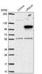Leucine Rich Repeats And Guanylate Kinase Domain Containing antibody, PA5-56175, Invitrogen Antibodies, Western Blot image 