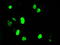 Deoxynucleotidyltransferase terminal-interacting protein 1 antibody, TA501134, Origene, Immunofluorescence image 