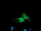 Bridging Integrator 3 antibody, TA501966, Origene, Immunofluorescence image 