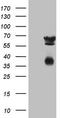 Clusterin antibody, TA808665, Origene, Western Blot image 