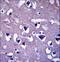Coiled-Coil Domain Containing 117 antibody, LS-C168391, Lifespan Biosciences, Immunohistochemistry paraffin image 