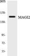 Membrane Associated Guanylate Kinase, WW And PDZ Domain Containing 2 antibody, LS-C292156, Lifespan Biosciences, Western Blot image 