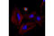 Aurora A antibody, 14475T, Cell Signaling Technology, Immunofluorescence image 
