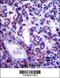 Phospholipid Scramblase 4 antibody, 57-390, ProSci, Immunohistochemistry frozen image 