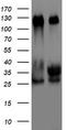 Tripartite Motif Containing 24 antibody, TA802797AM, Origene, Western Blot image 