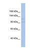 Vacuolar protein sorting-associated protein 54 antibody, NBP1-56818, Novus Biologicals, Western Blot image 
