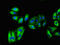 Pantetheinase antibody, orb400248, Biorbyt, Immunofluorescence image 