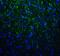 Hepatitis A Virus Cellular Receptor 2 antibody, RF16109, ProSci Inc, Immunofluorescence image 
