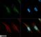 Adipose triglyceride lipase antibody, NB110-41536, Novus Biologicals, Immunofluorescence image 