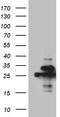 Phosphoglycerate Mutase Family Member 4 antibody, TA810796, Origene, Western Blot image 