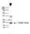 Histone H2B antibody, NBP2-59149, Novus Biologicals, Western Blot image 