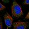 Fucose Kinase antibody, HPA041971, Atlas Antibodies, Immunocytochemistry image 