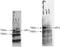 hPc2 antibody, TA319431, Origene, Western Blot image 