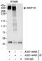 Microtubule Associated Protein 1A antibody, A301-445A, Bethyl Labs, Immunoprecipitation image 