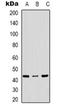 p38 antibody, orb318865, Biorbyt, Western Blot image 