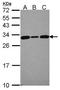 Calcyclin Binding Protein antibody, GTX115841, GeneTex, Western Blot image 