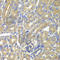 BAI1 Associated Protein 2 antibody, A5337, ABclonal Technology, Immunohistochemistry paraffin image 