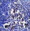 POU domain class 2-associating factor 1 antibody, LS-C163873, Lifespan Biosciences, Immunohistochemistry paraffin image 