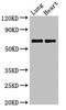 DNA Polymerase Lambda antibody, LS-C679091, Lifespan Biosciences, Western Blot image 