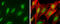Nuclear autoantigen Sp-100 antibody, GTX131569, GeneTex, Immunofluorescence image 
