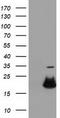 RB Binding Protein 9, Serine Hydrolase antibody, TA501676S, Origene, Western Blot image 