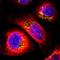 Nucleobindin-1 antibody, HPA008176, Atlas Antibodies, Immunofluorescence image 