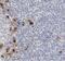 Killer Cell Lectin Like Receptor F1 antibody, FNab04632, FineTest, Immunohistochemistry paraffin image 