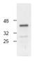 Caspase-4 antibody, AP00011PU-N, Origene, Western Blot image 
