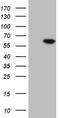 Fms Related Tyrosine Kinase 1 antibody, TA806786S, Origene, Western Blot image 