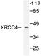 X-Ray Repair Cross Complementing 4 antibody, LS-C176373, Lifespan Biosciences, Western Blot image 