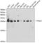 Proteasome Subunit Alpha 2 antibody, GTX54618, GeneTex, Western Blot image 