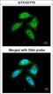 C-Terminal Binding Protein 1 antibody, LS-C185430, Lifespan Biosciences, Immunocytochemistry image 