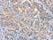ELOVL Fatty Acid Elongase 6 antibody, CSB-PA223936, Cusabio, Immunohistochemistry paraffin image 