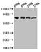 Influenza A virus Nucleoprotein antibody, LS-C674322, Lifespan Biosciences, Western Blot image 