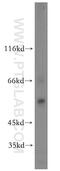 Solute Carrier Family 32 Member 1 antibody, 14471-1-AP, Proteintech Group, Western Blot image 