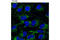Kelch Like ECH Associated Protein 1 antibody, 8047S, Cell Signaling Technology, Immunofluorescence image 