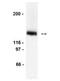 LexA antibody, NB600-1137, Novus Biologicals, Western Blot image 