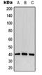CD32 antibody, orb213923, Biorbyt, Western Blot image 