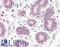 E2F Transcription Factor 6 antibody, LS-B8383, Lifespan Biosciences, Immunohistochemistry frozen image 