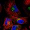 Small Integral Membrane Protein 7 antibody, HPA043127, Atlas Antibodies, Immunofluorescence image 