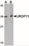 Mint-1 antibody, NBP2-41085, Novus Biologicals, Western Blot image 