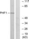 PHD Finger Protein 1 antibody, LS-C118676, Lifespan Biosciences, Western Blot image 