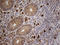 Folate Receptor Gamma antibody, LS-C795994, Lifespan Biosciences, Immunohistochemistry paraffin image 