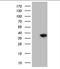 2,4-Dienoyl-CoA Reductase 1 antibody, NBP2-46449, Novus Biologicals, Western Blot image 