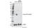 Receptor Interacting Serine/Threonine Kinase 1 antibody, 77565S, Cell Signaling Technology, Western Blot image 