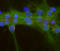 AC-III antibody, LS-C204505, Lifespan Biosciences, Immunocytochemistry image 