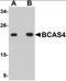 Breast Carcinoma Amplified Sequence 4 antibody, orb89861, Biorbyt, Western Blot image 