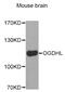 Oxoglutarate Dehydrogenase Like antibody, MBS129897, MyBioSource, Western Blot image 