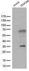 VEGF antibody, TA802346AM, Origene, Western Blot image 